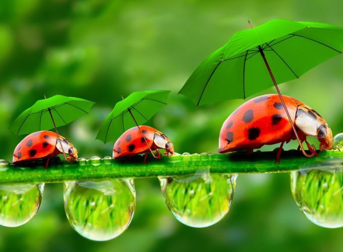 Wallpaper ladybug, red, green, grass, Umbrella, Animals 6182814923